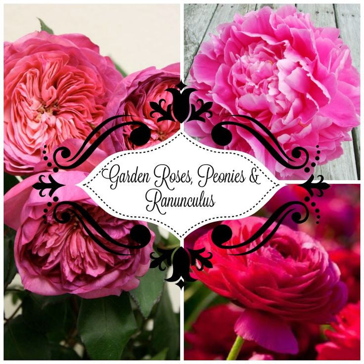 Peonies Or Garden Roses