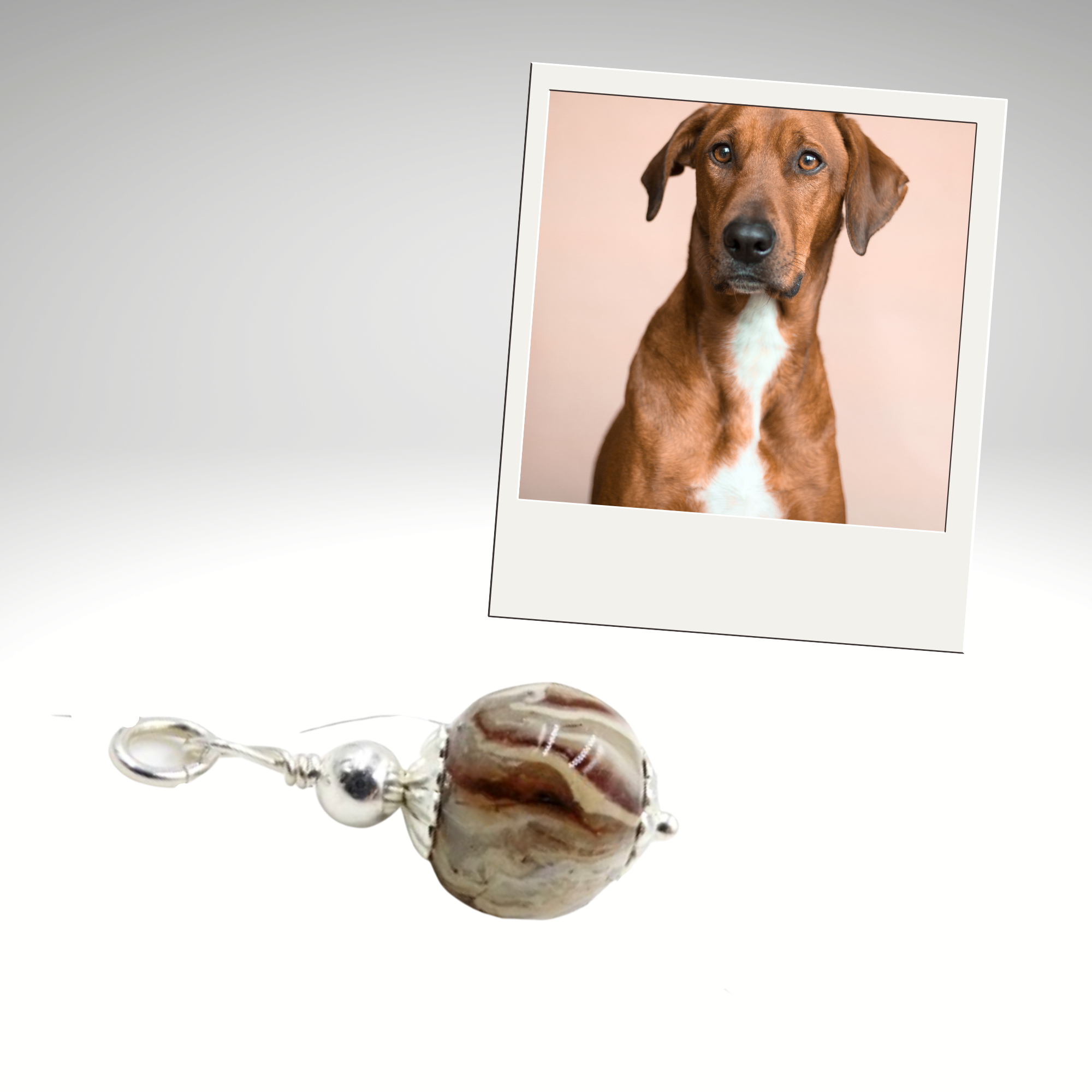 Custom pet memorial charm made with your pet’s ashes or fur, shown with a photo of a brown dog. Handmade cremation keepsake bead with sterling silver detail, honoring your beloved pet.