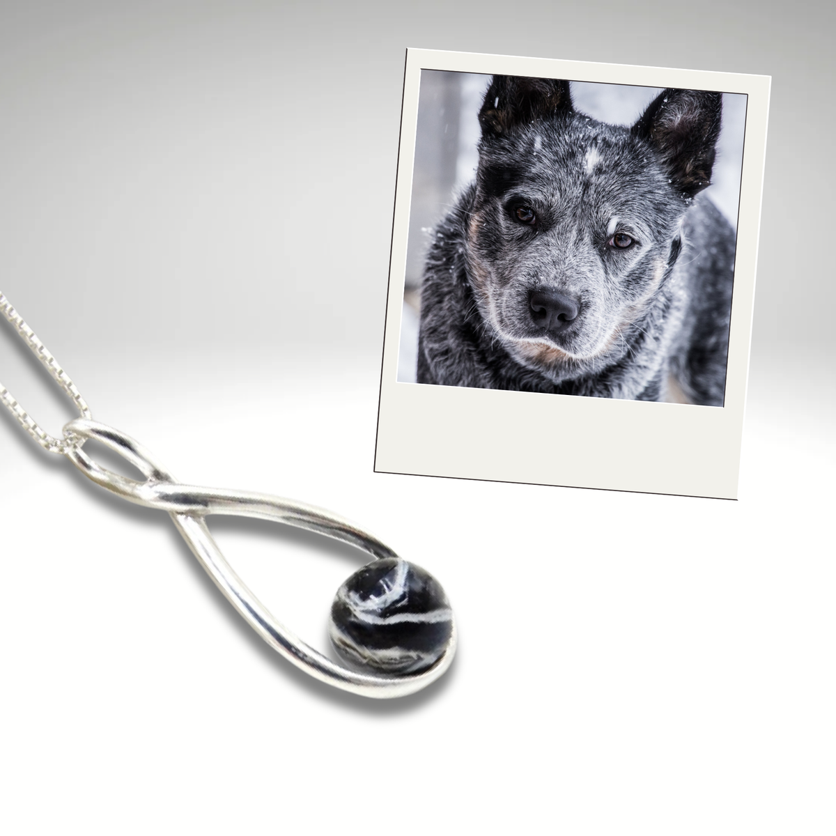 Elegant silver infinity pendant featuring a custom bead made with pet ashes or fur. Shown beside a photo of a black and gray Australian Cattle Dog. A personalized cremation jewelry piece to honor your beloved pet.
