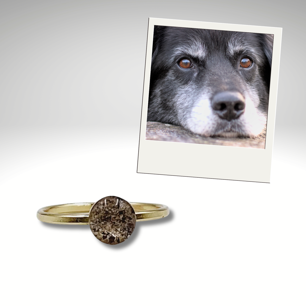 Gold stackable memorial ring featuring a round resin stone infused with pet ashes and fur. Displayed with a photo of a black and white senior dog. Handmade remembrance jewelry for honoring beloved pets.