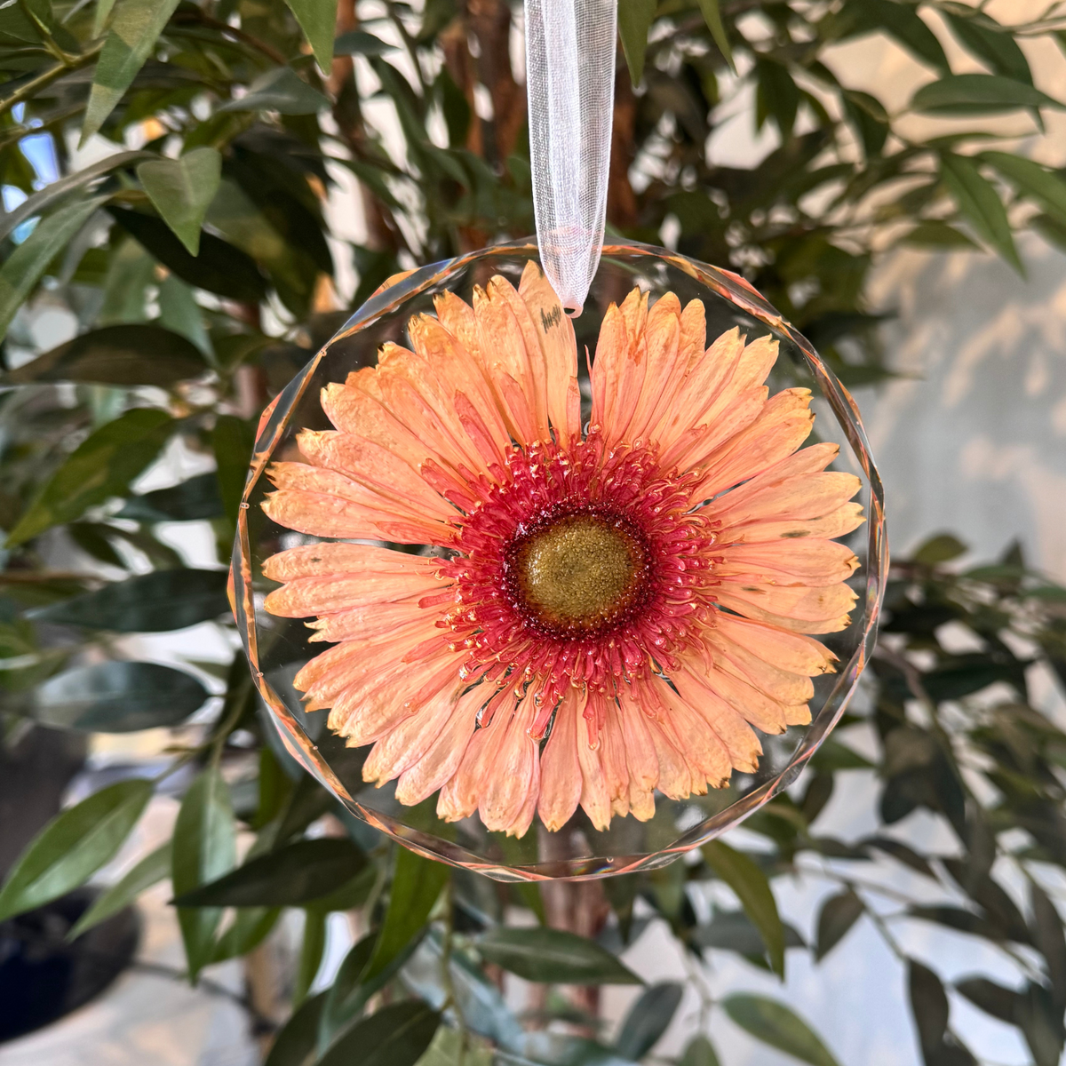 A handmade resin keepsake featuring a single preserved peach Gerbera daisy, beautifully encased in clear resin for a lasting tribute.