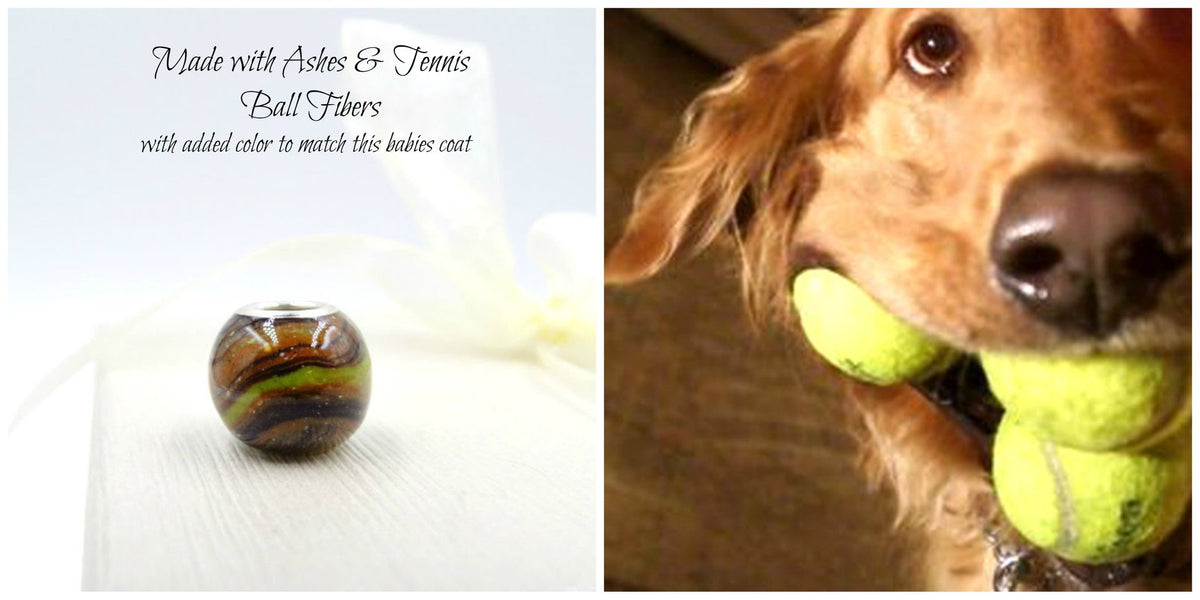 A dog holding a tennis ball, used in the creation of a custom memorial bead, infused with pet ashes, fur, and a piece of the ball.